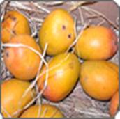 http://www.devarajagro.com/admin13567/fu_lib/products/kasaladu_mango_img.jpg